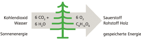 Photosynthese